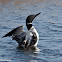 Common Loon