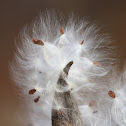 Milkweed seeds