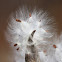 Milkweed seeds
