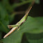Long-headed Toothpick Grasshopper