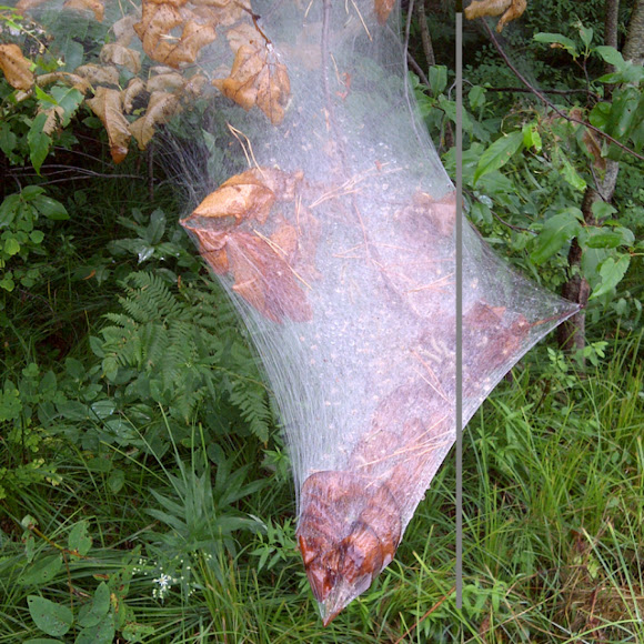Spotting Image 1