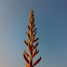 Buds of Aloe Vera ( घृतकुमारी : Ghritkumari की कलियाँ)