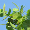 Sea Grape