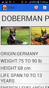 How to download Dog Breeds lastet apk for bluestacks