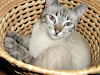 Se Vende Gatita Siames