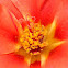 Moss-rose Purslane