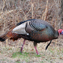 Eastern Wild Turkey