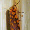 Lithosiinid Tigermoth