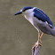 Black-crowned Night Heron