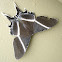 Tropical Swallowtail Moth