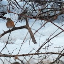 Robin