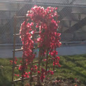 Bougainvillea