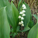 Lily of the Valley