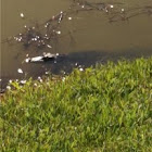 American Alligator
