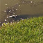 American Alligator