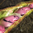 Firebean