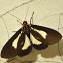 Snouted Tiger Moth