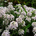 Sweet alyssum