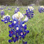 Bluebonnet