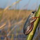 Painted Reed Frog
