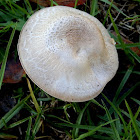 Horse mushroom