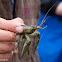 Crayfish