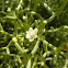 Zygophyllum coccineum