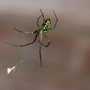 Orchard Spider