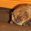 Big Brown Bat