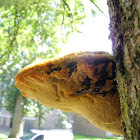 Hairy Bracket/Ruige Weerschijnzwam
