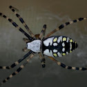 Golden Silk Orb-Weaver Spider