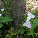 White Trillium