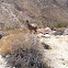 Big horned sheep
