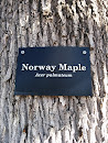 Norway Maple Tree Plaque 