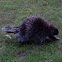 North American porcupine