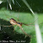 Sheet Weaver Spider
