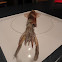 squid
