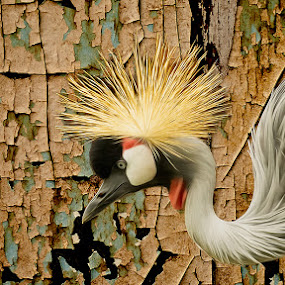 Crowned Crane Consistency by Bill Tiepelman - Animals Other ( saint louis zoo, sharp, flowing, texture, crown, big bird, wildlife, zoo pics, feathers, portrait, bird, pointy, large bird, east african crowned crane, details, zoo, zoo photography, zoo photos, beak, zoo animals, stl zoo, peeling, profile )