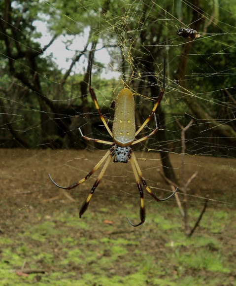 Spotting Image 1