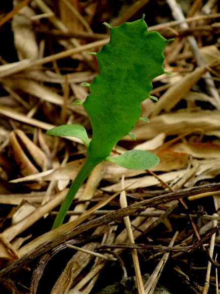 Spotting Image 1