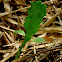 Euphorbia