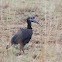 Abyssinian Ground Hornbill