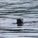 Northern River Otter