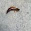 Earwig