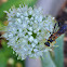 Black and Yellow Mud-dauber