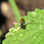Syrphid Fly