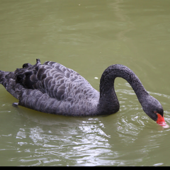 Spotting Image 1
