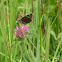 Northern Cloudywing
