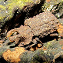 Forked Fungus Beetle