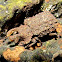 Forked Fungus Beetle